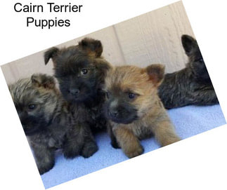 Cairn Terrier Puppies