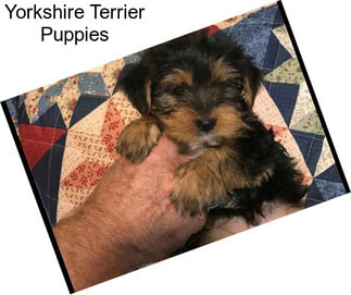 Yorkshire Terrier Puppies