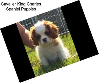 Cavalier King Charles Spaniel Puppies