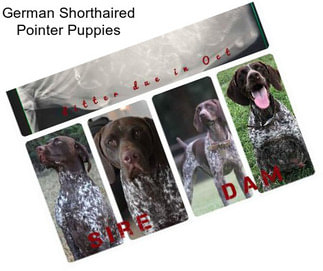 German Shorthaired Pointer Puppies