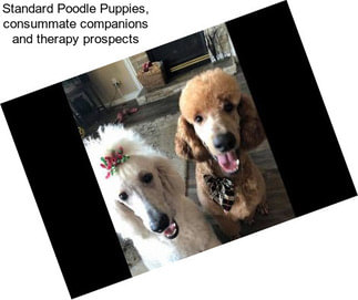 Standard Poodle Puppies, consummate companions and therapy prospects