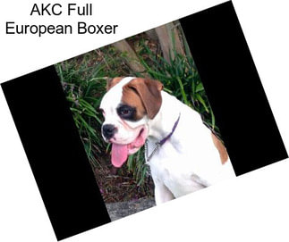 AKC Full European Boxer