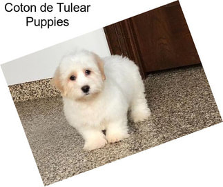 Coton de Tulear Puppies