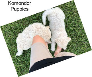 Komondor Puppies