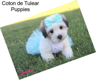 Coton de Tulear Puppies