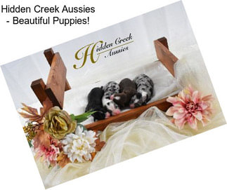Hidden Creek Aussies - Beautiful Puppies!