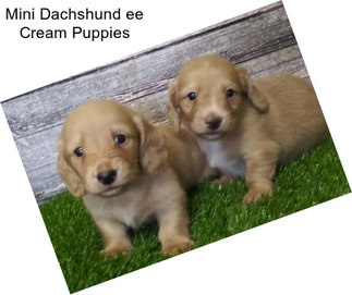 Mini Dachshund ee Cream Puppies