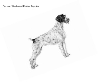 German Wirehaired Pointer Puppies