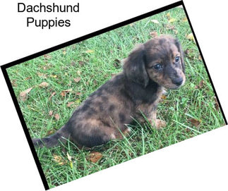 Dachshund Puppies