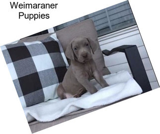 Weimaraner Puppies