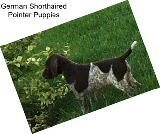 German Shorthaired Pointer Puppies