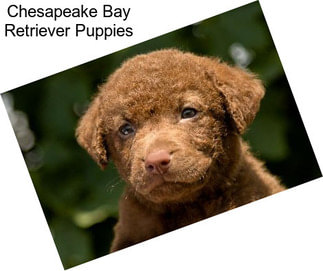 Chesapeake Bay Retriever Puppies