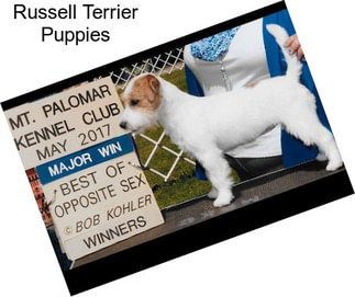 Russell Terrier Puppies