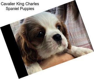 Cavalier King Charles Spaniel Puppies