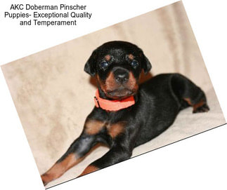 AKC Doberman Pinscher Puppies- Exceptional Quality and Temperament