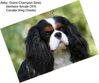 Abby, Grand Champion Sired, blenheim female OFA Cavalier King Charles