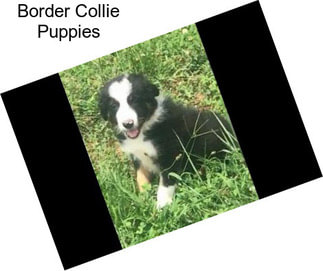 Border Collie Puppies