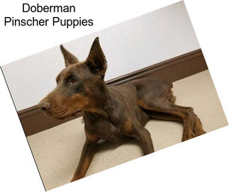 Doberman Pinscher Puppies