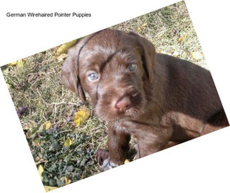 German Wirehaired Pointer Puppies