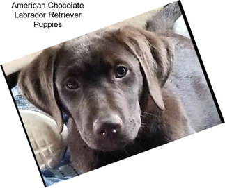 American Chocolate Labrador Retriever Puppies