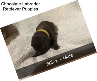 Chocolate Labrador Retriever Puppies