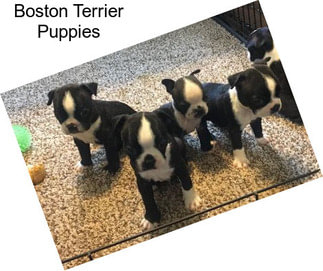 Boston Terrier Puppies