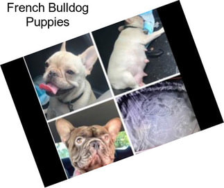 French Bulldog Puppies