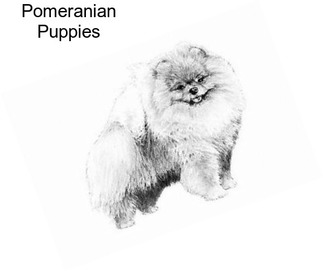 Pomeranian Puppies