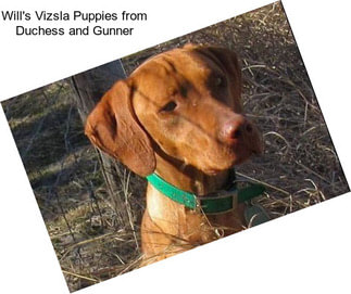 Will\'s Vizsla Puppies from Duchess and Gunner