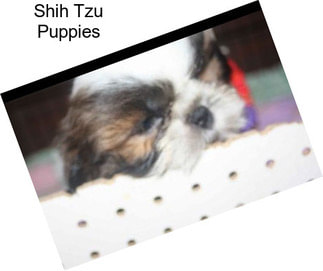 Shih Tzu Puppies