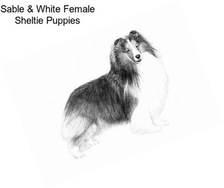 Sable & White Female Sheltie Puppies