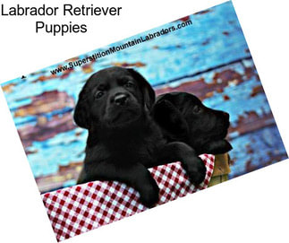 Labrador Retriever Puppies