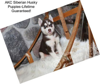 AKC Siberian Husky Puppies-Lifetime Guaranteed!