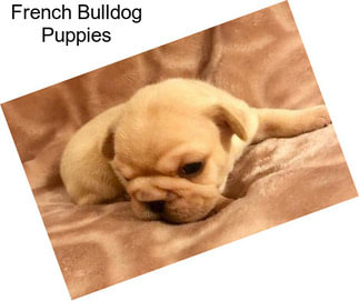 French Bulldog Puppies