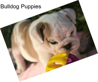 Bulldog Puppies