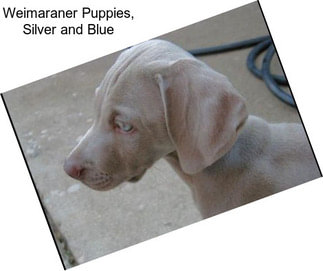 Weimaraner Puppies, Silver and Blue