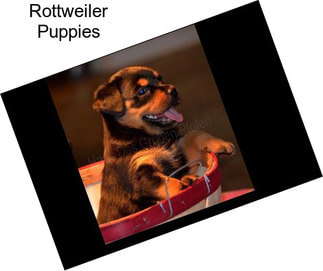 Rottweiler Puppies