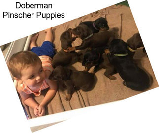 Doberman Pinscher Puppies