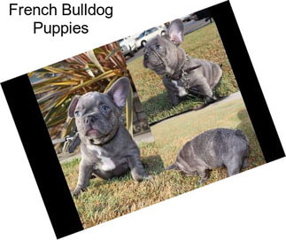 French Bulldog Puppies