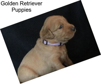 Golden Retriever Puppies