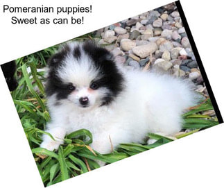 Pomeranian puppies! Sweet as can be!
