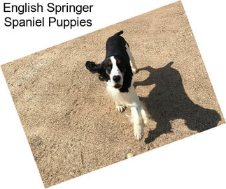 English Springer Spaniel Puppies