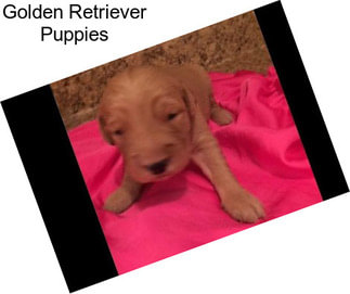 Golden Retriever Puppies