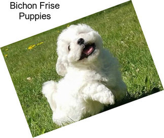 Bichon Frise Puppies