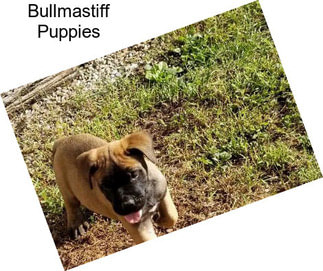 Bullmastiff Puppies