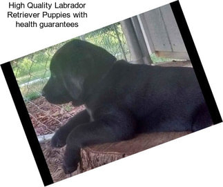 High Quality Labrador Retriever Puppies with health guarantees