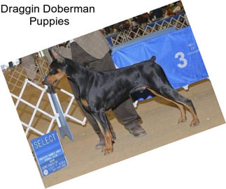 Draggin Doberman  Puppies