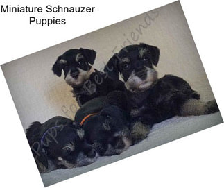 Miniature Schnauzer Puppies