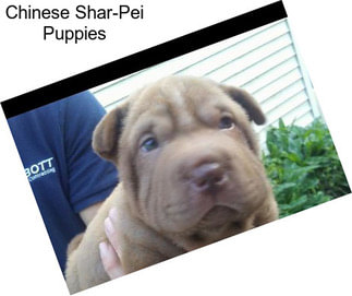 Chinese Shar-Pei Puppies