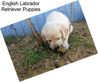 English Labrador Retriever Puppies